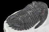 Detailed Hollardops Trilobite - Visible Eye Facets #106836-5